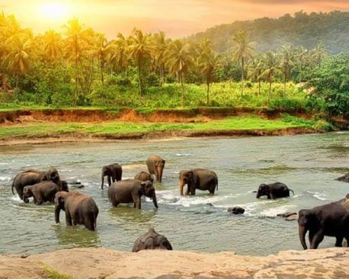 Thekkady Wildlife Adventure