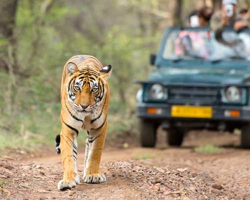 Bandhavgarh Safari