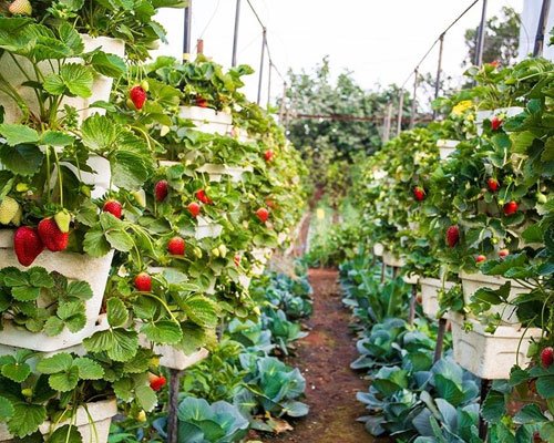 Mahabaleshwar Strawberry Delight Tour