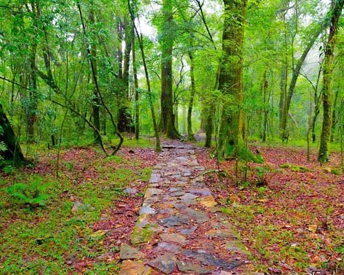 Mawphlang Sacred Forest