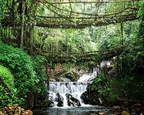 Double Decker Living Root Bridge