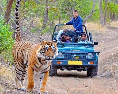 Jim Corbett Wildlife Safari