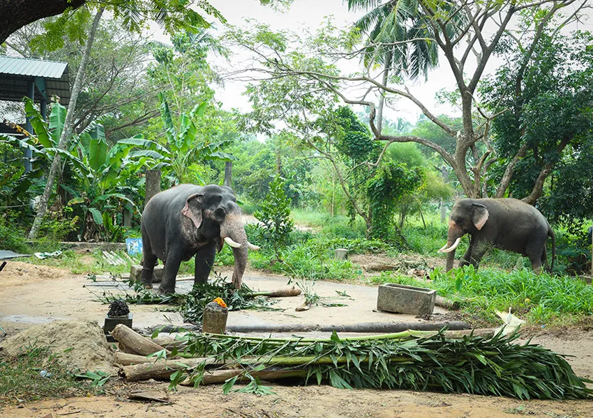 Top Best Places to Visit in Guruvayur 2025