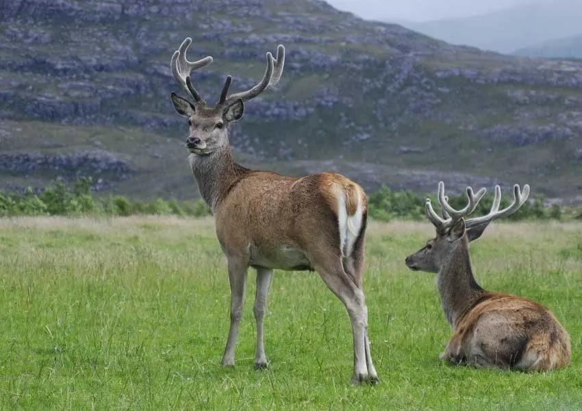 Top Best Places to Visit in Dachigam 2026