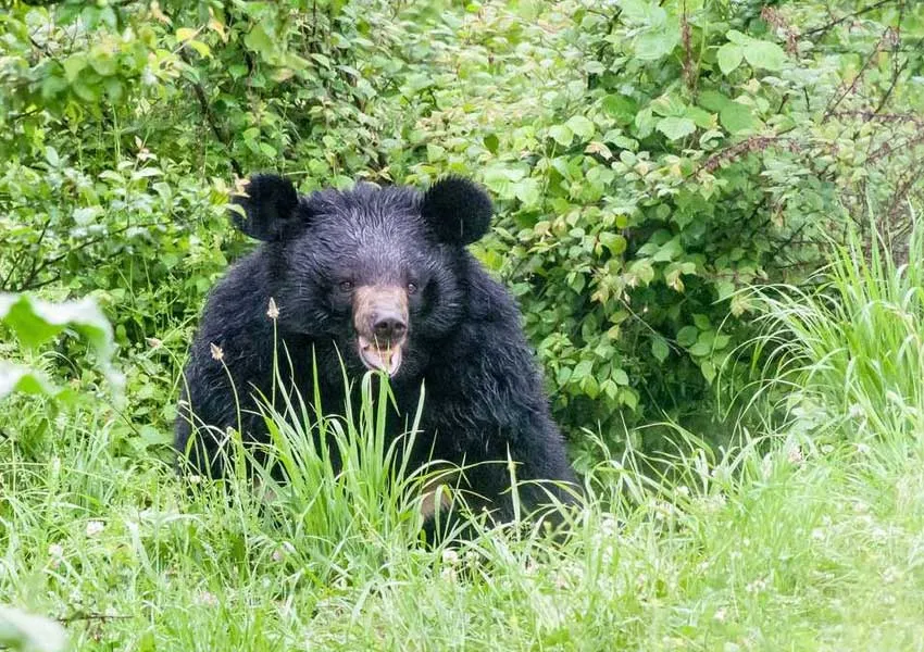 Top Best Places to Visit in Dachigam 2026