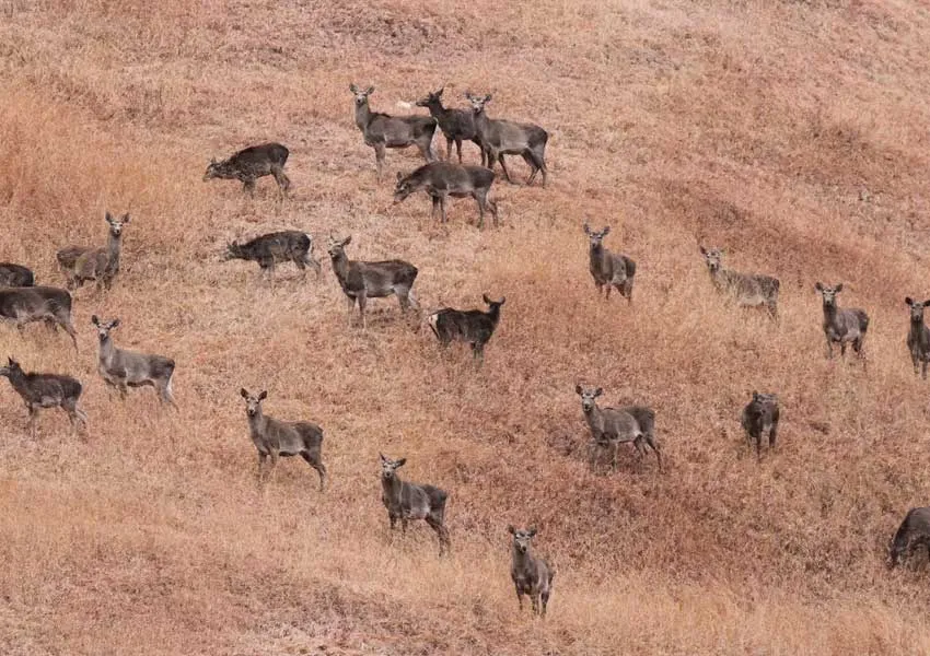 Top Best Places to Visit in Dachigam 2026