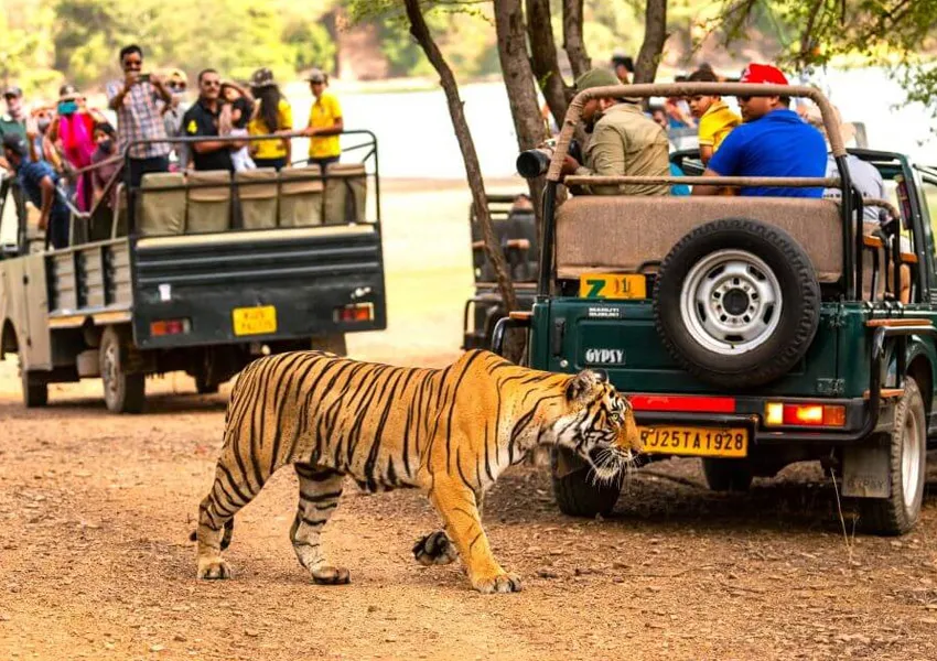 Most Aesthetic Places to Visit in Ranthambore 2026