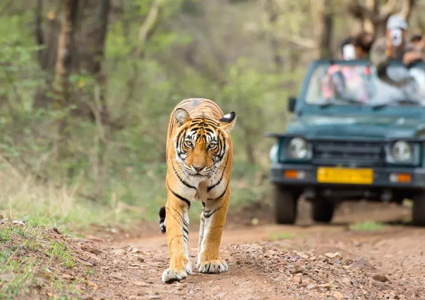 Most Aesthetic Places to Visit in Rajasthan: Wildlife & National Parks 2026