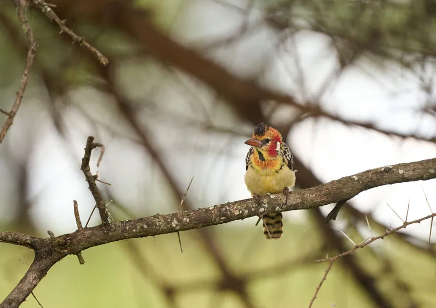 Top Places to Visit in Pangot |A Serene Paradise for Bird Lovers