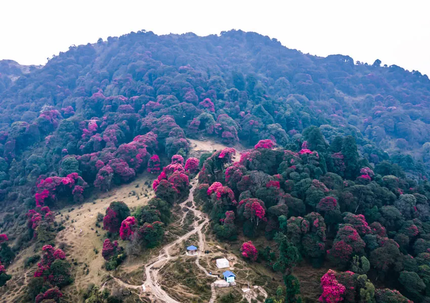 Top Places to Visit in Pangot |A Serene Paradise for Bird Lovers