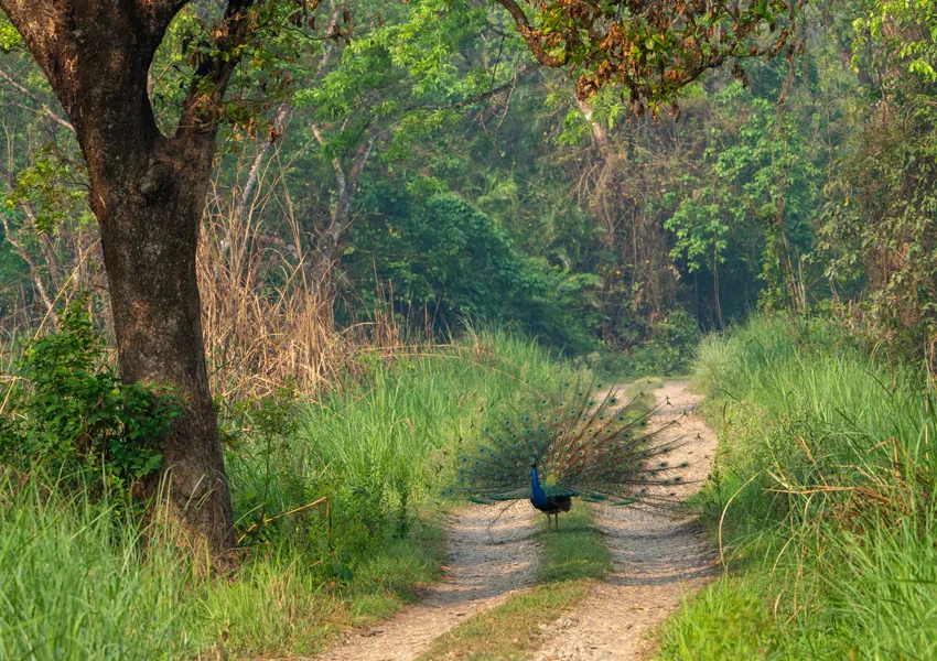 Super Best Places to Visit in Jim Corbett 2026