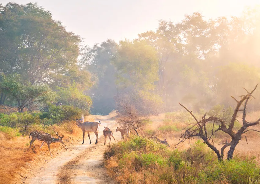 Super Best Places to Visit in Jim Corbett 2026