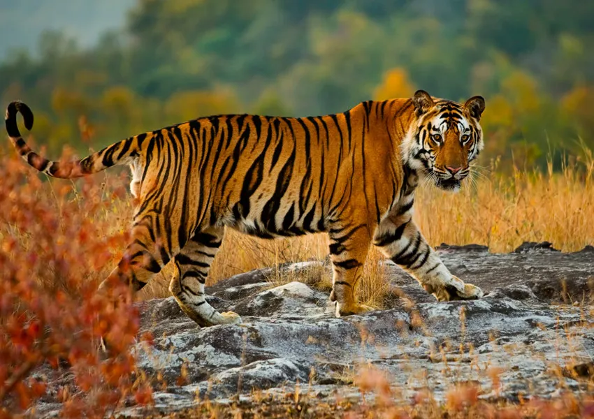 Destinations to Visit in Dhikala Zone—the Best Wildlife Experience in Jim Corbett