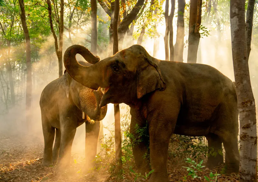 Destinations to Visit in Dhikala Zone—the Best Wildlife Experience in Jim Corbett