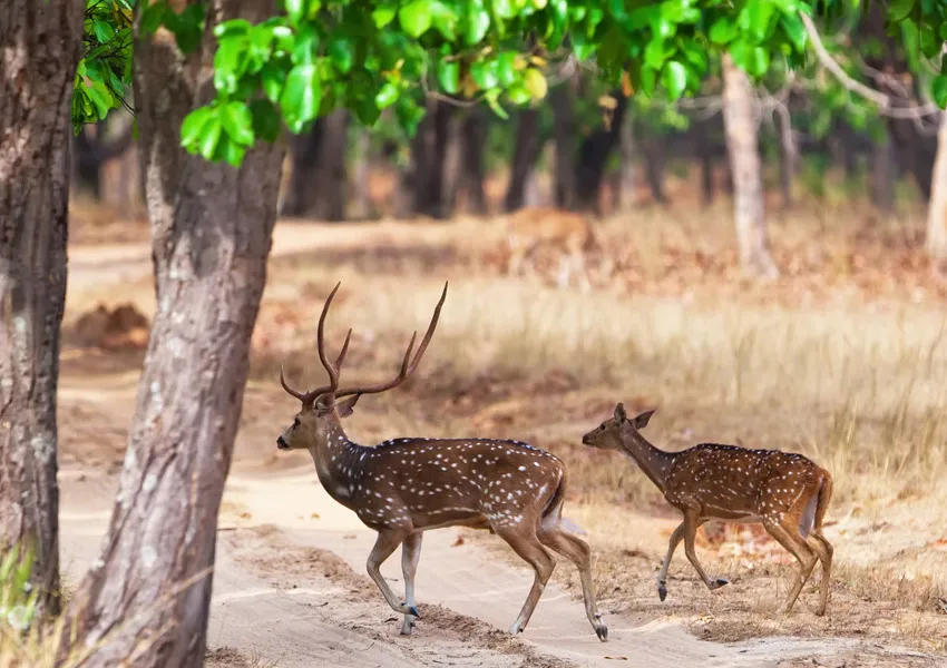 Destinations to Visit in Dhikala Zone—the Best Wildlife Experience in Jim Corbett