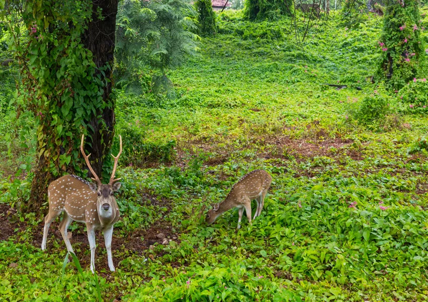 Hidden Gems to Visit in Bijrani Zone 2026