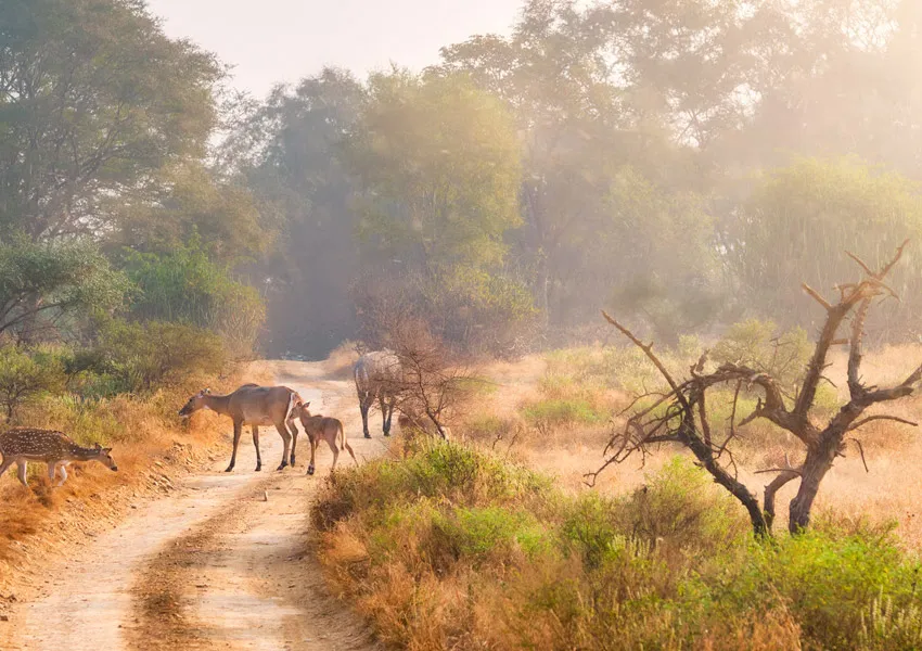 Best Authentic Places to Visit in Jim Corbett for Wildlife Lovers 2026