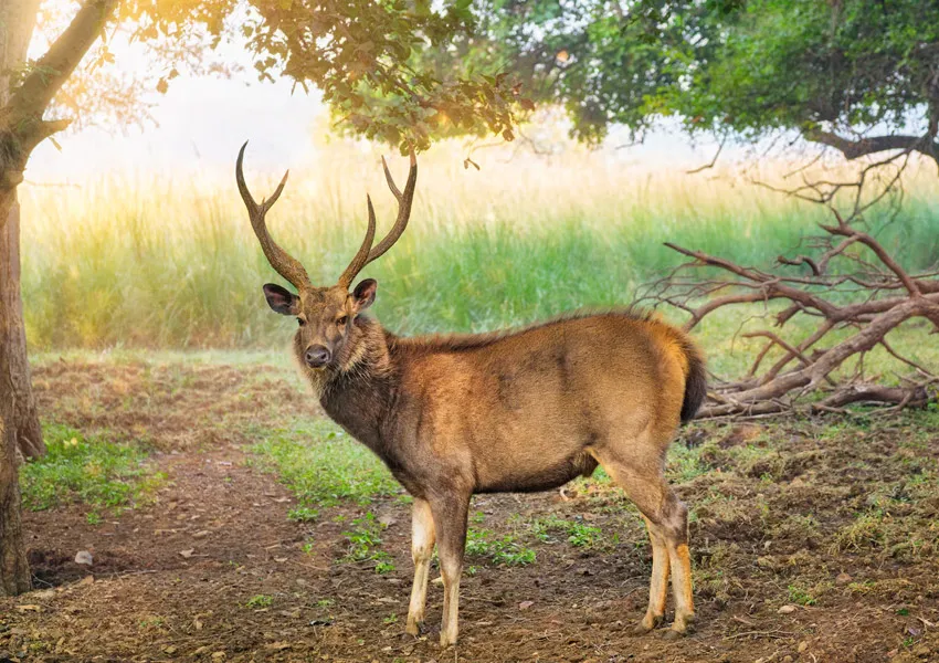 Best Authentic Places to Visit in Jim Corbett for Wildlife Lovers 2026