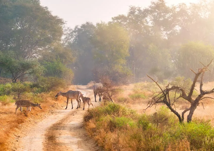 Latest Best Photogenic Spots in Jim Corbett 2026