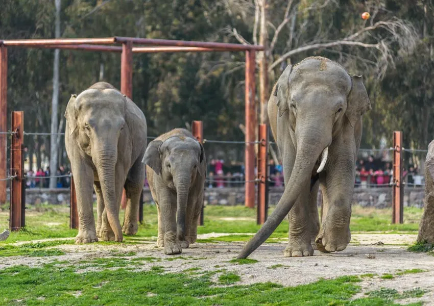 Top Attractions to Visit in Corbett for Kids – A Fun-Filled Family Wildlife Getaway