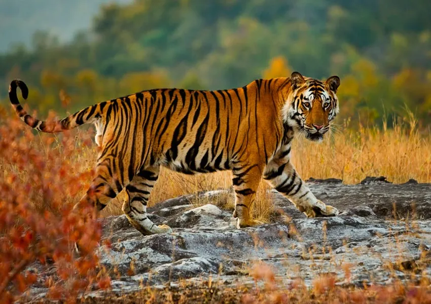 Best Destinations to Visit in Jim Corbett in 2 Days 2026