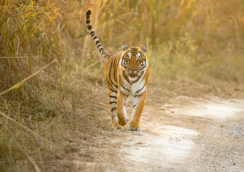 Hidden Gems to Visit in Jim Corbett for Wildlife Lovers 2025