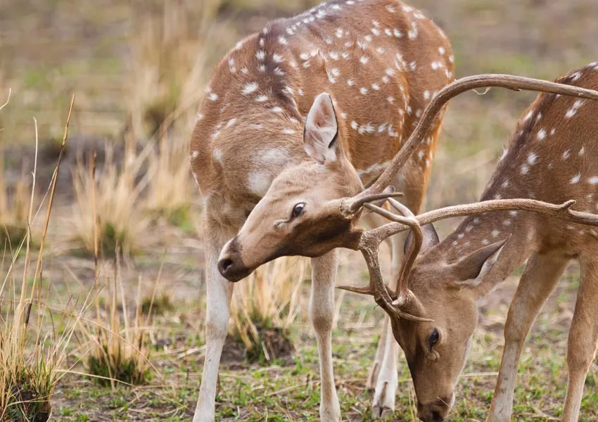 Hidden Gems to Visit in Jim Corbett for Wildlife Lovers 2025
